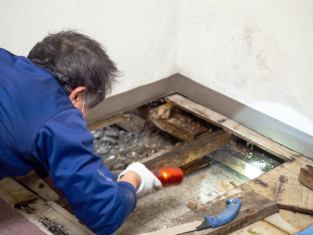 Best Post-Flood Mold Remediation in Suncook, NH