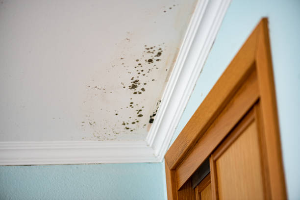 Best Commercial Mold Remediation in Suncook, NH