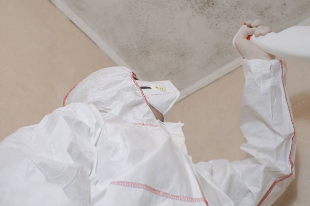 Best Health and Safety Mold Remediation in Suncook, NH