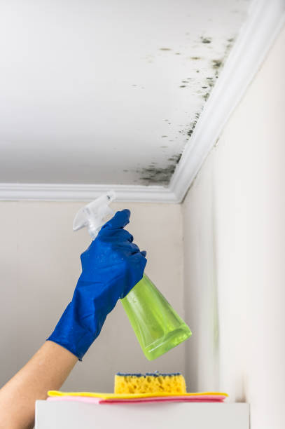 Best HVAC Mold Remediation in Suncook, NH